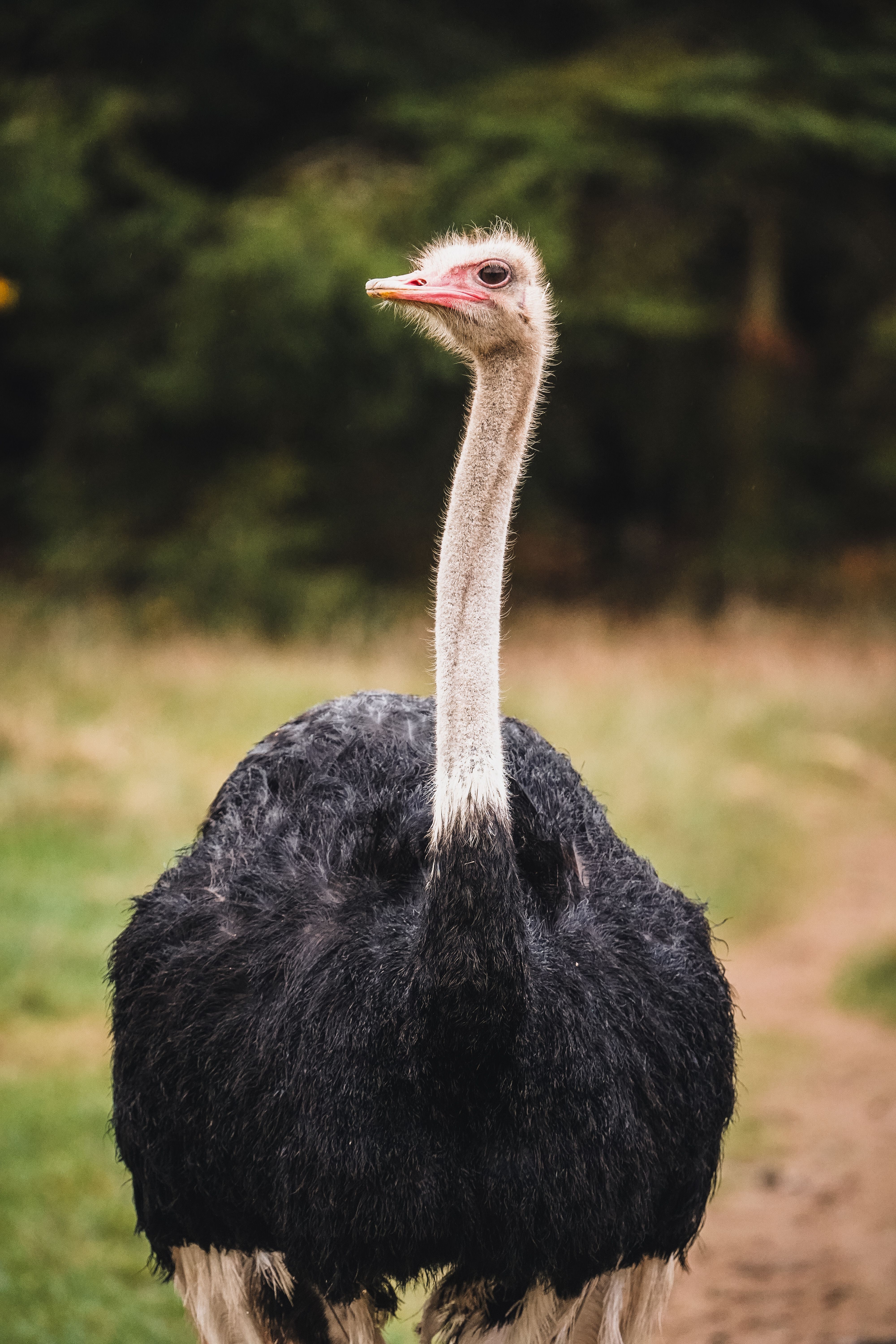 Vogelstrauss